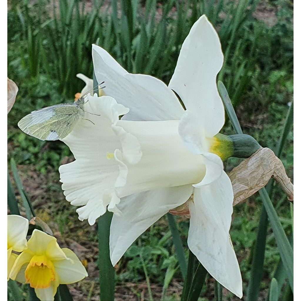 Narcissus Mount Hood