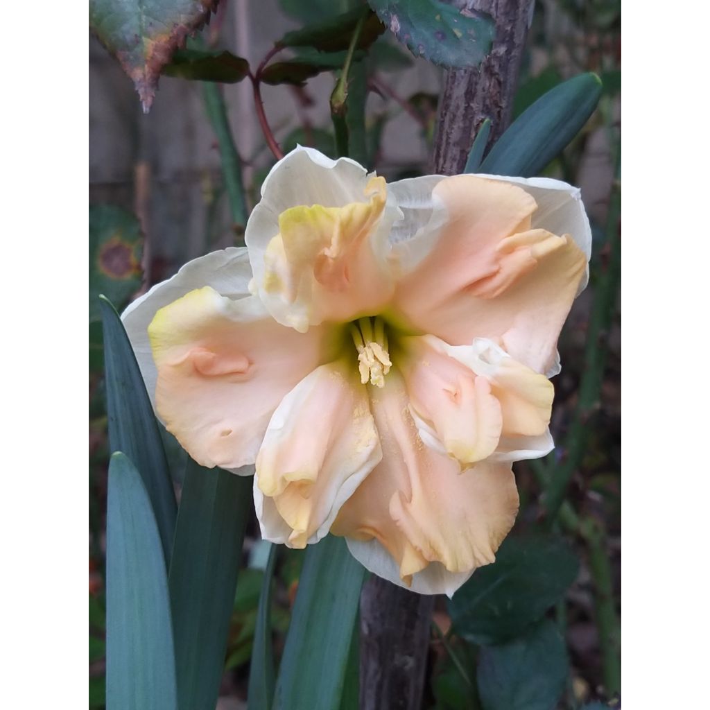 Narcissus Apricot Whirl
