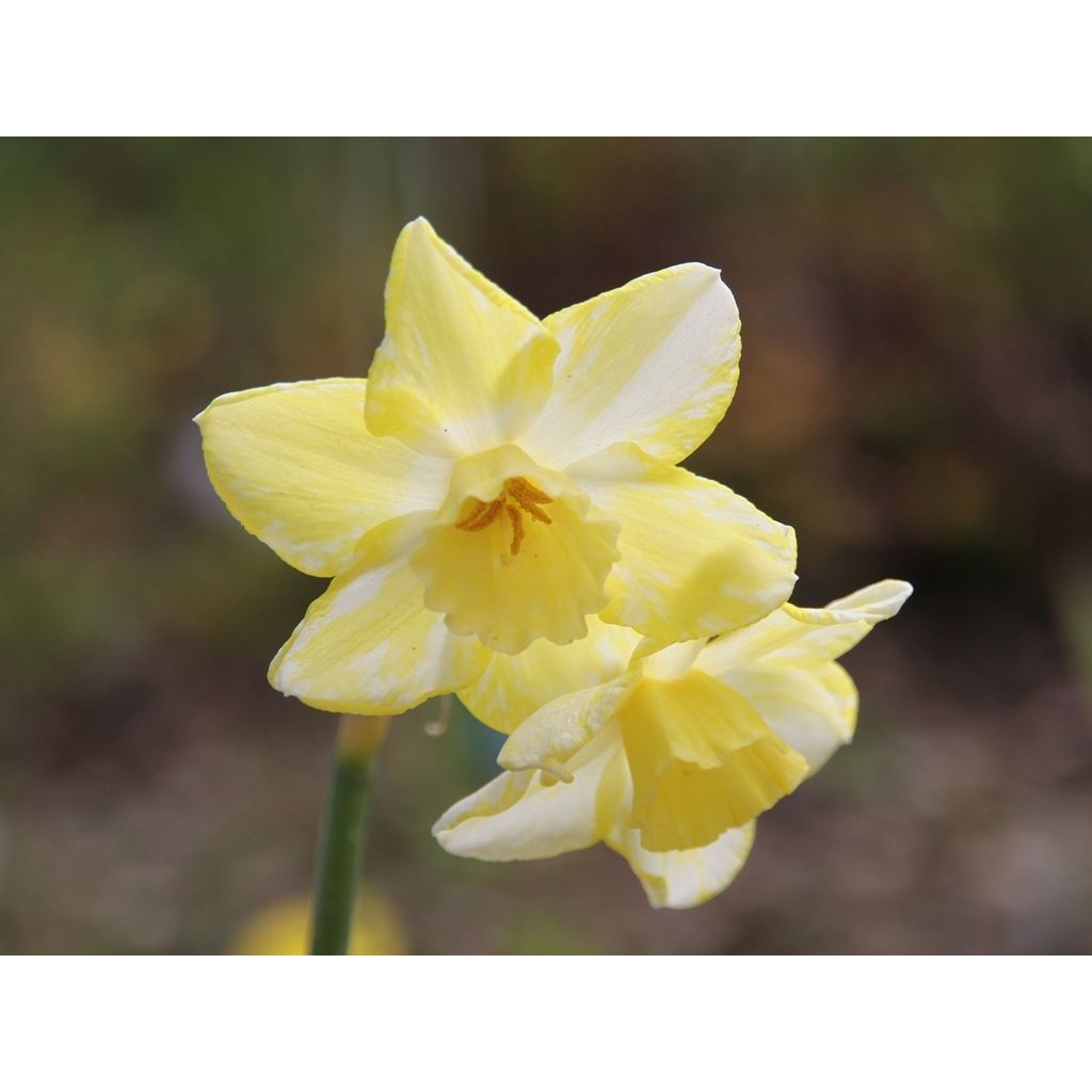 Narcissus jonquilla Pipit