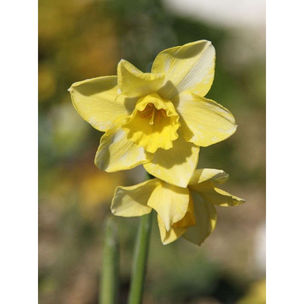 Narcissus jonquilla Pipit