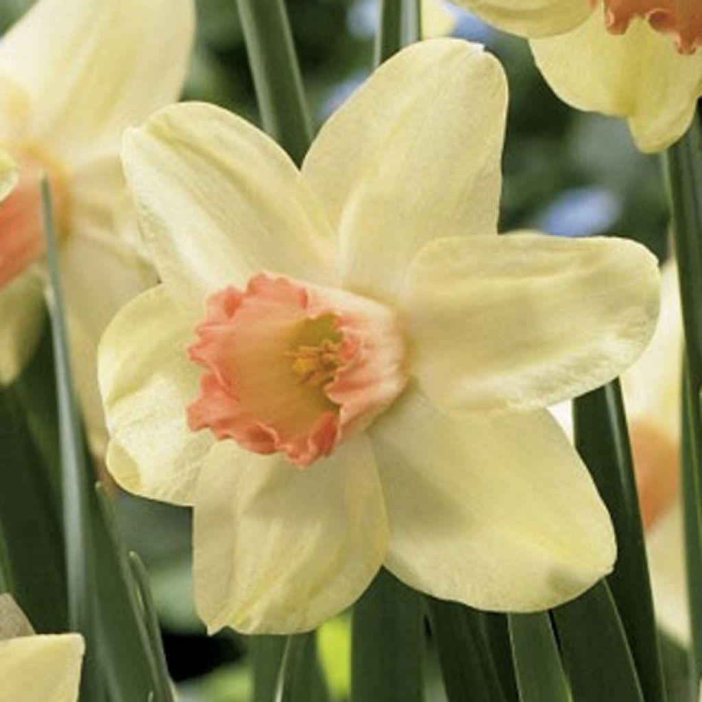 Narcissus cyclamineus Prototype