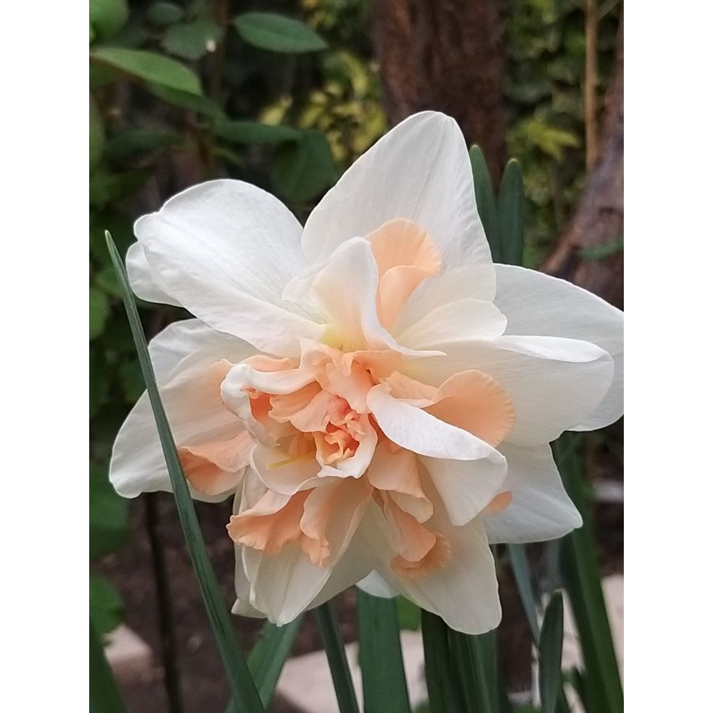 Narcissus Rosy Cloud