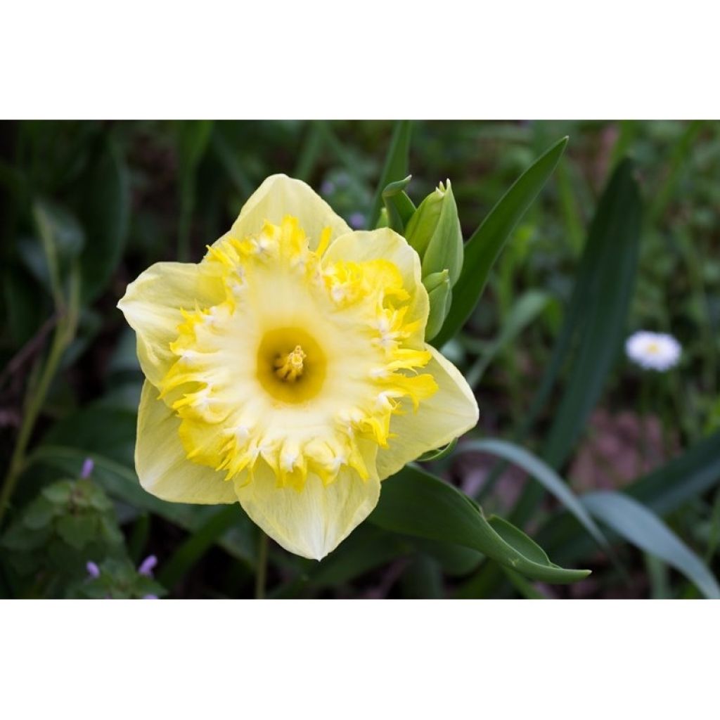 Narcissus Snowtip