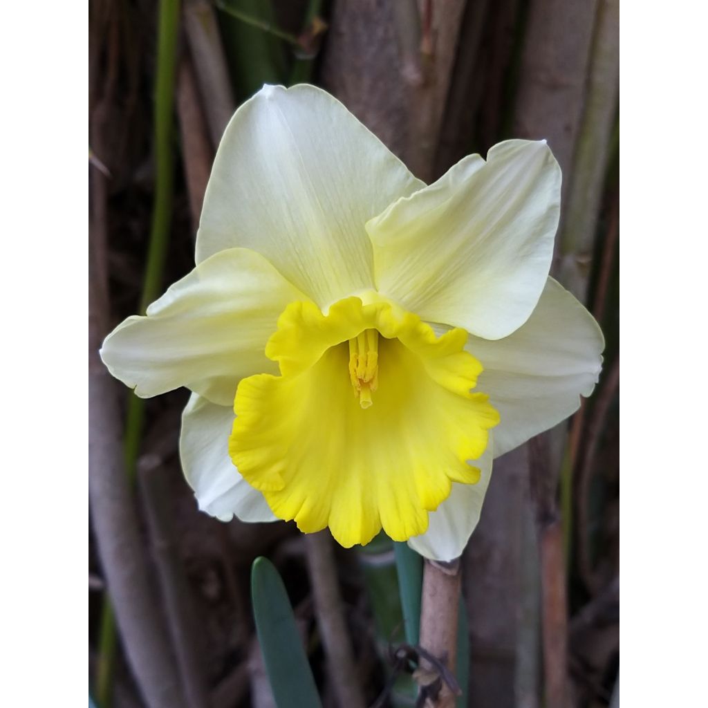 Narcissus Spellbinder - Daffodil