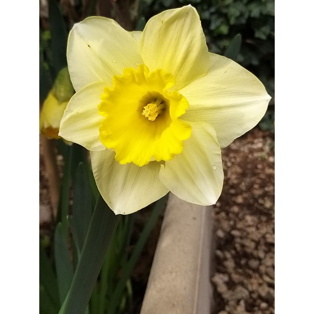 Narcissus Spellbinder - Daffodil