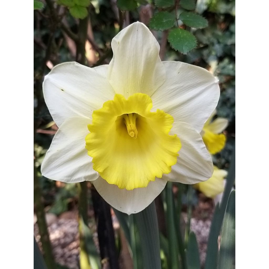 Narcissus Spellbinder - Daffodil