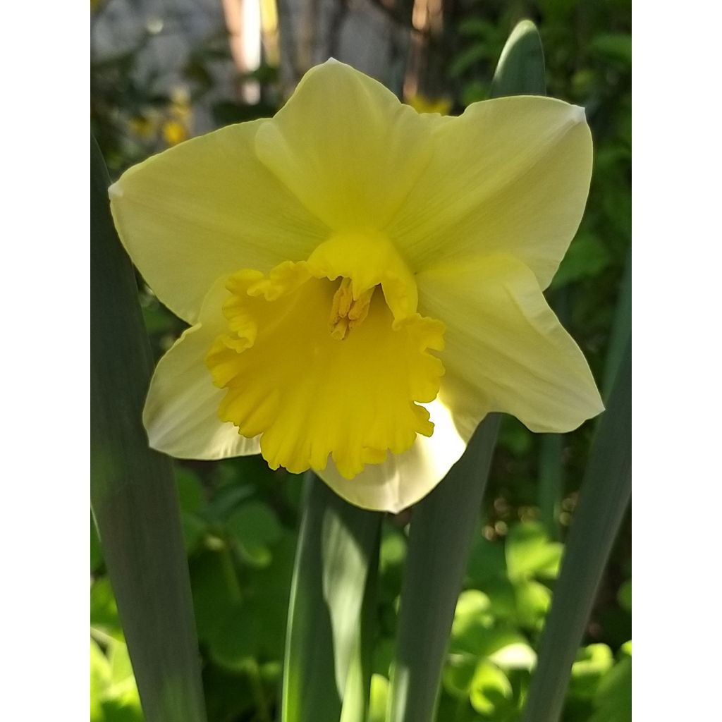 Narcissus Spellbinder - Daffodil