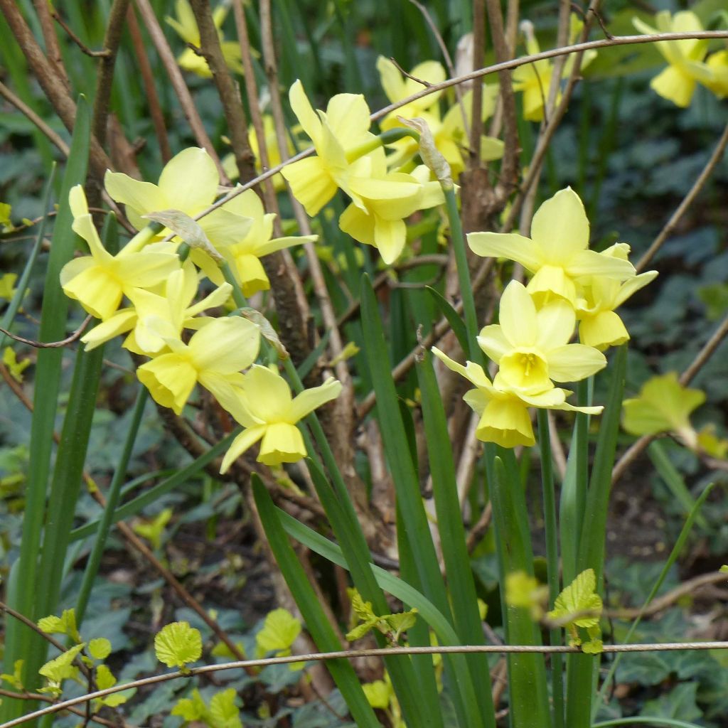 Narcissus Stint