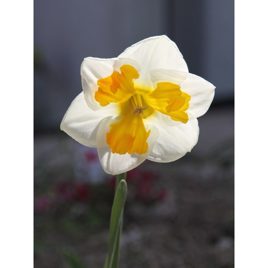 Narcissus Tricollet