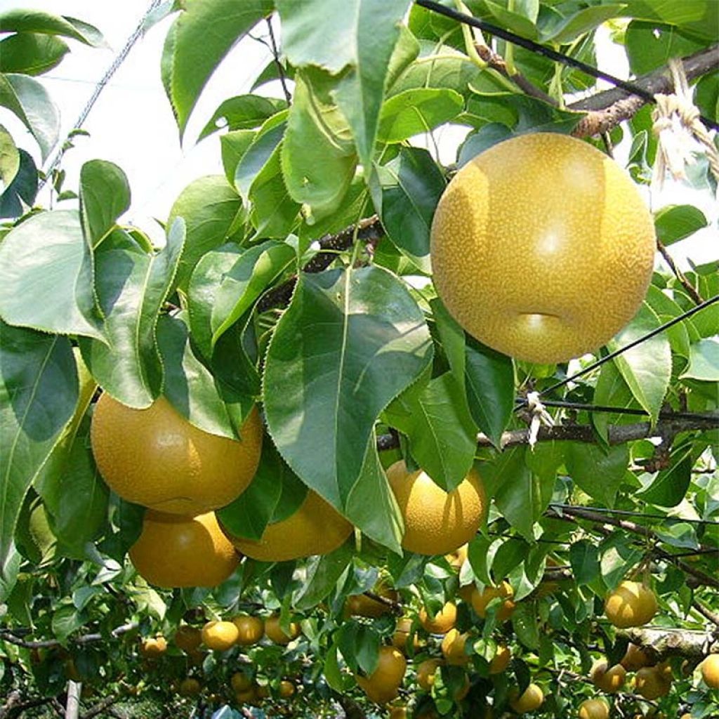 Nashi Nijisseiki - Apple-Pear