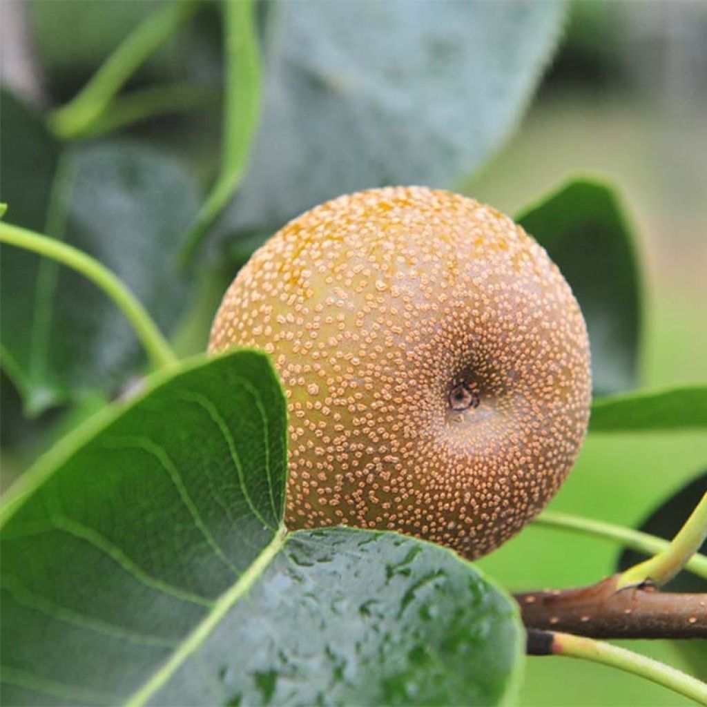Nashi Nijisseiki - Apple-Pear