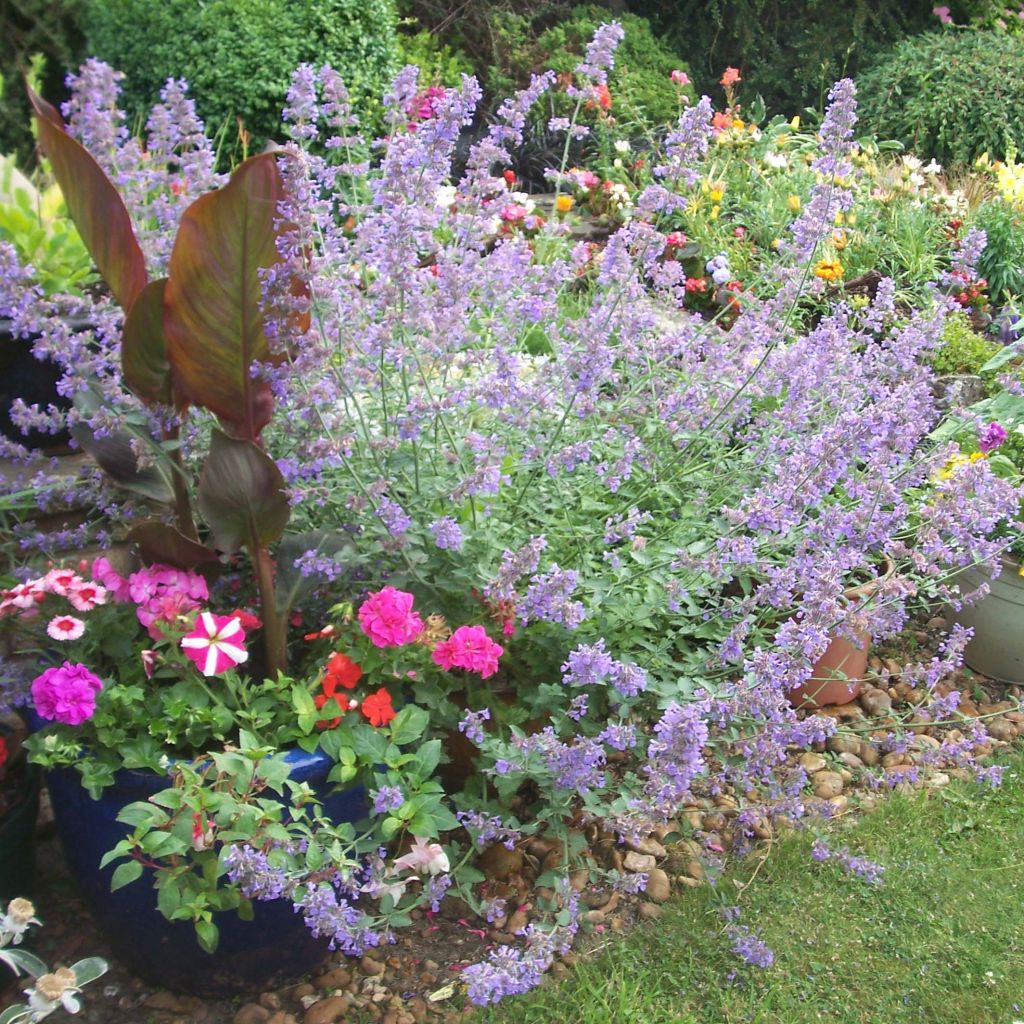 Nepeta faassenii Six Hills Giant - Catnip