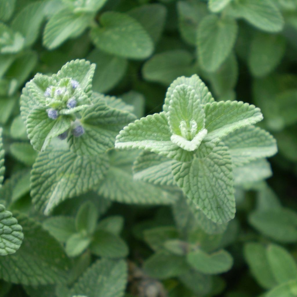 Nepeta faassenii Six Hills Giant - Catnip