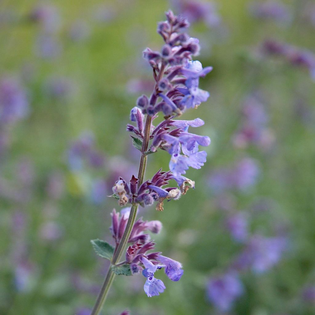 Nepeta faassenii Six Hills Giant - Catnip