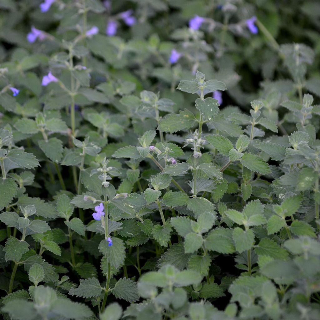 Nepeta faassenii Six Hills Giant - Catnip