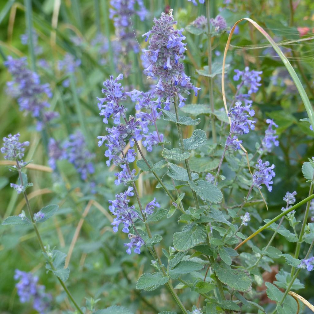 Nepeta grandiflora Summer Magic - Catnip