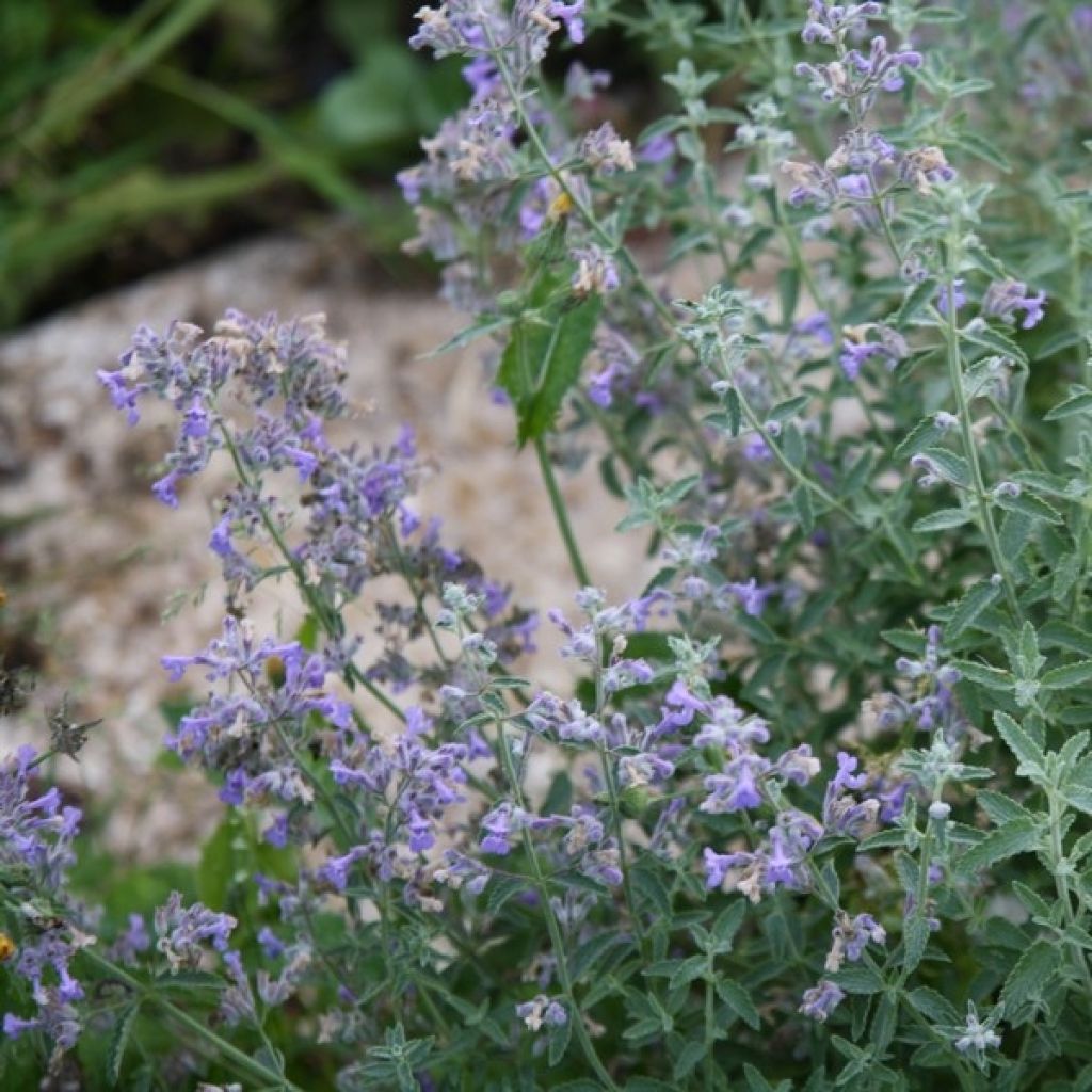 Nepeta mussini - Catnip