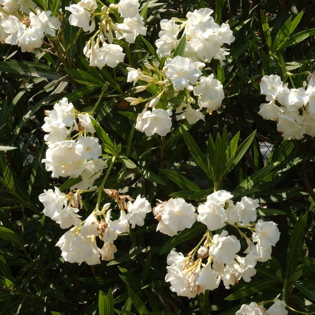 Nerium oleander Blanc