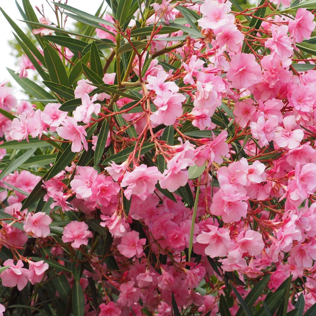 Nerium oleander Roseum Plenum