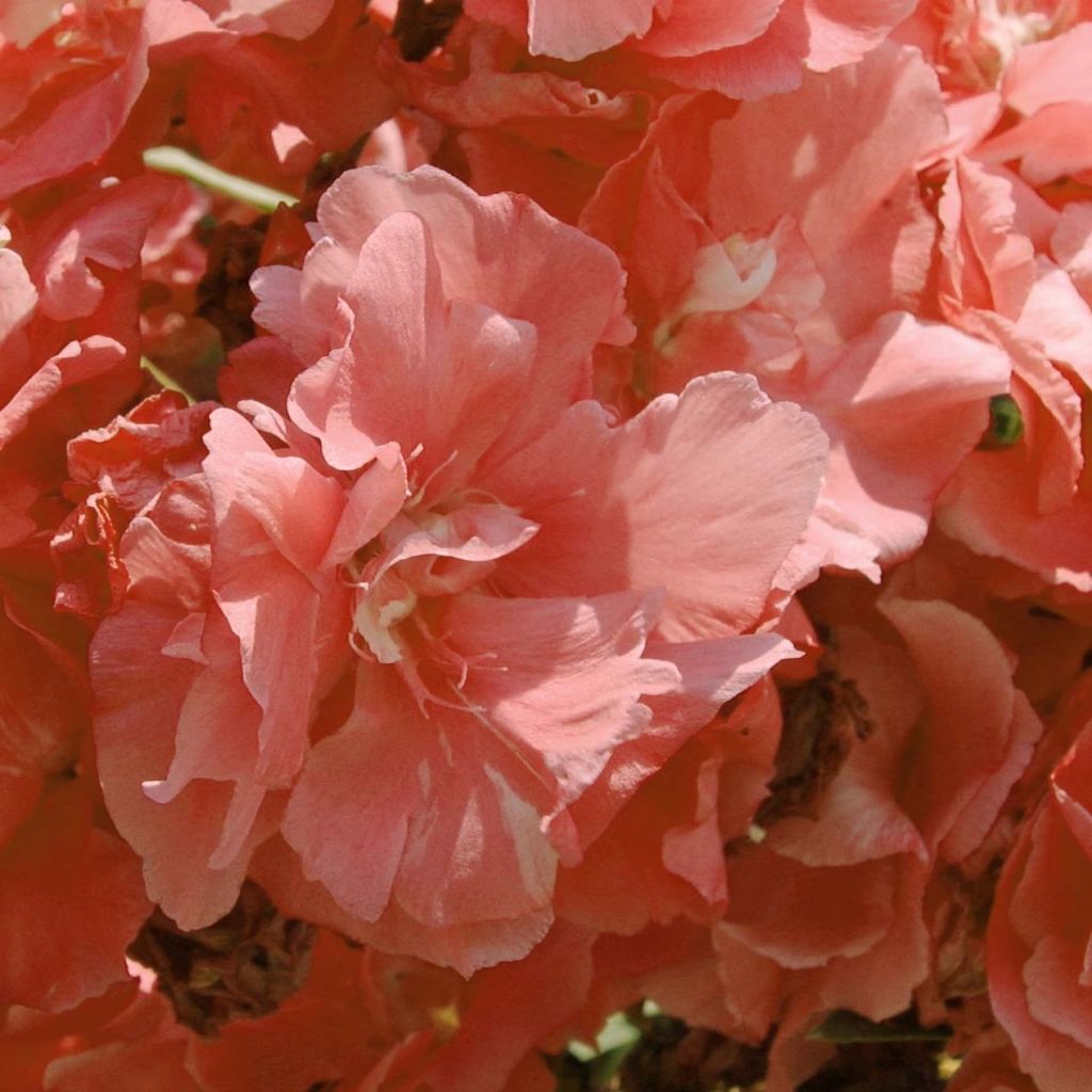 Nerium oleander Double Salmon Pink