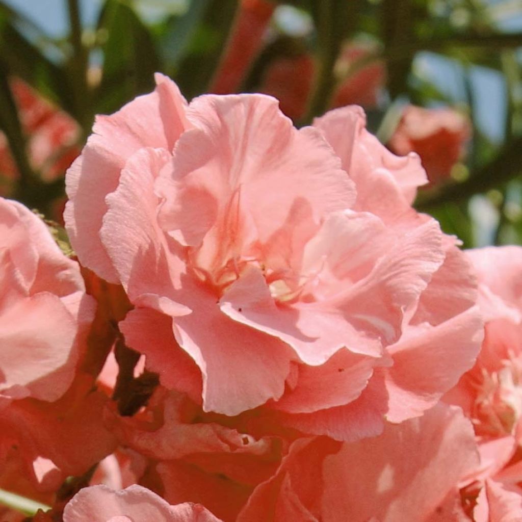 Nerium oleander Double Salmon Pink