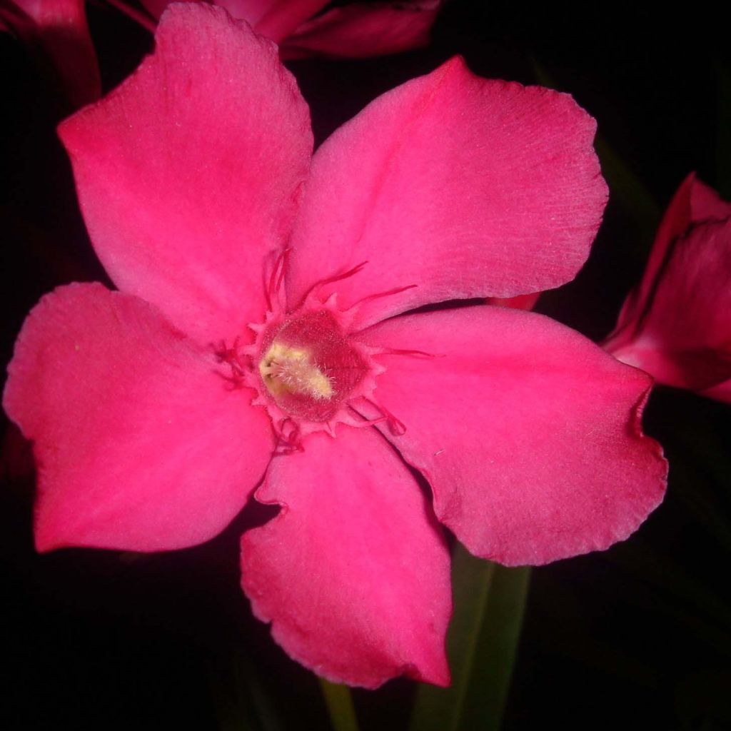 Rose Bay - Nerium oleander Red Single