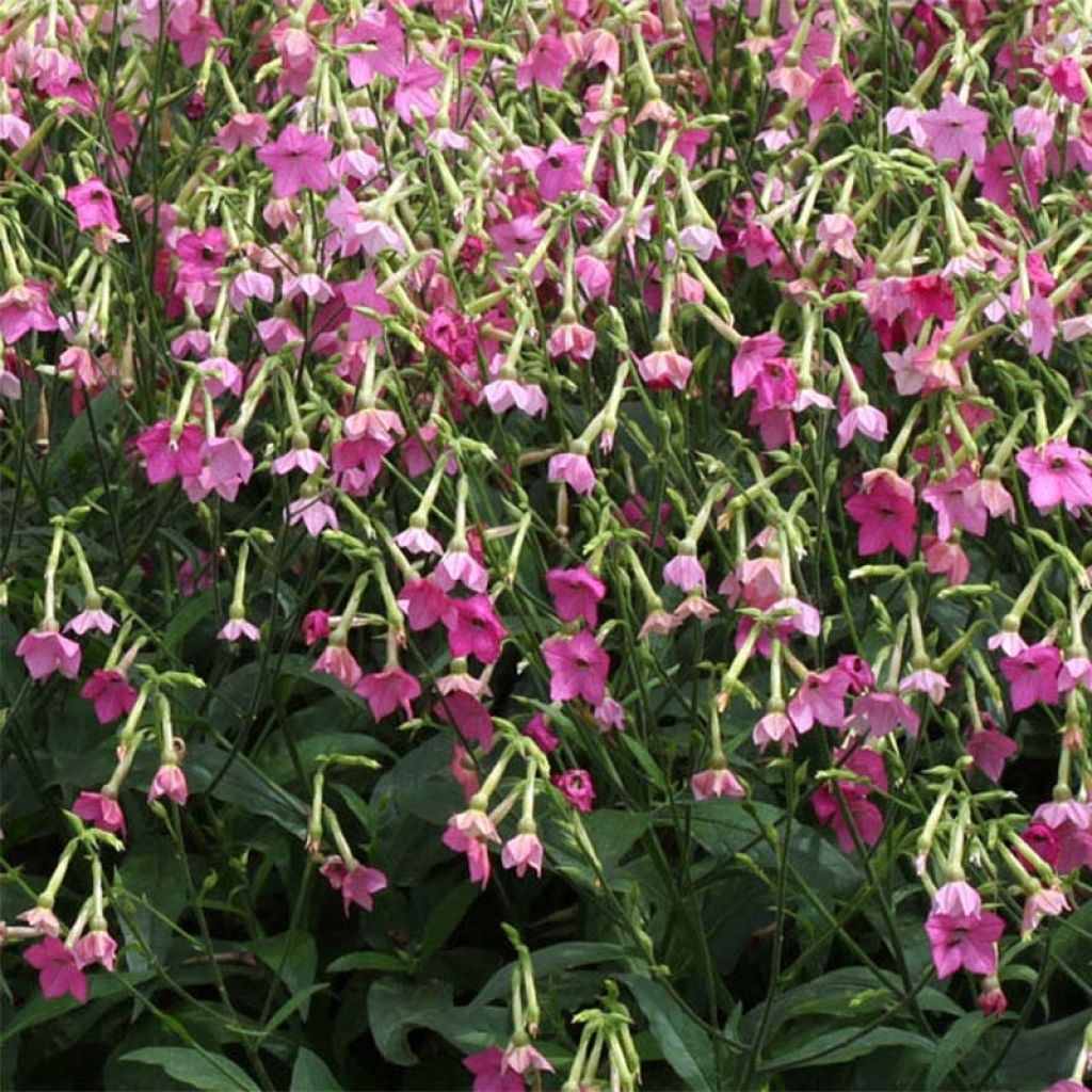 Nicotiana alata Vedado Rose Pink