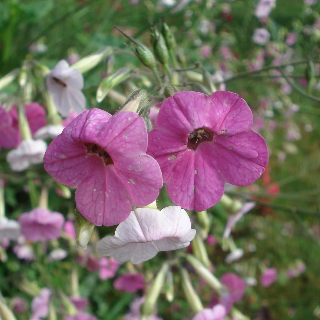 Nicotiana mutabilis Marshmallow