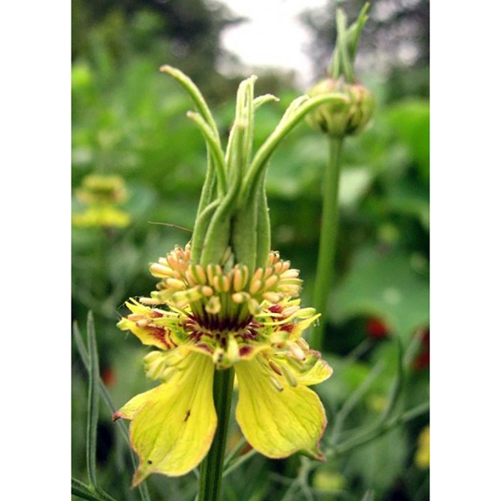 Graines de nigelle d'Orient Transformer - Nigella orientalis