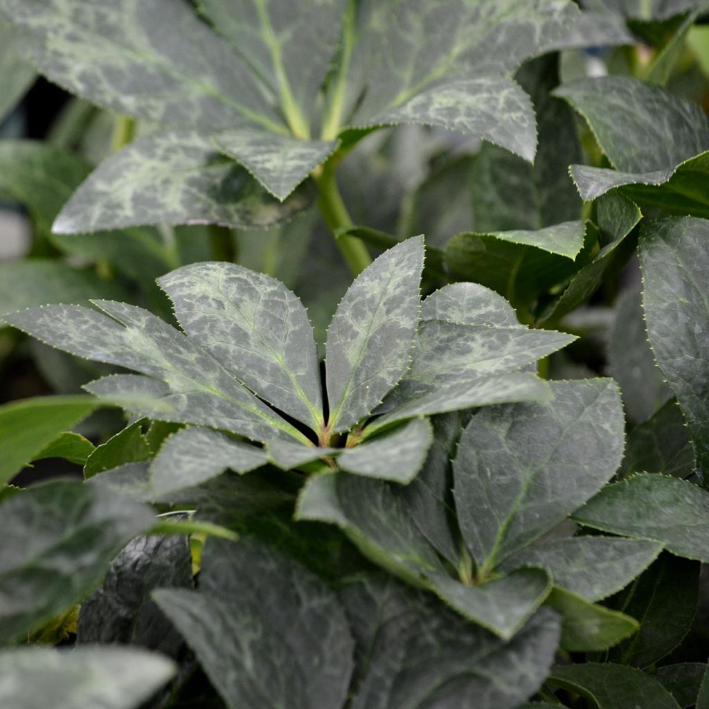 Hellebore Nigercors White Beauty