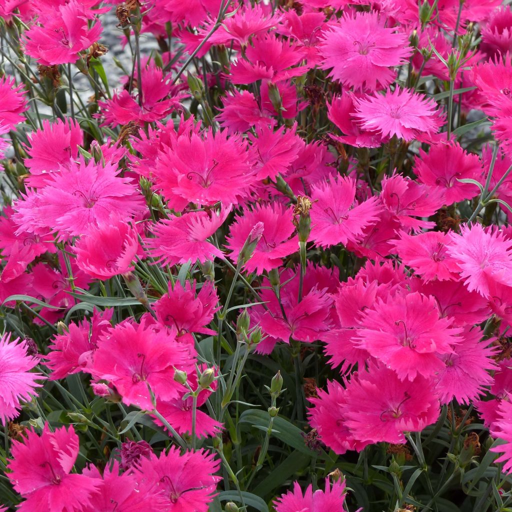 Dianthus Suntory Pink