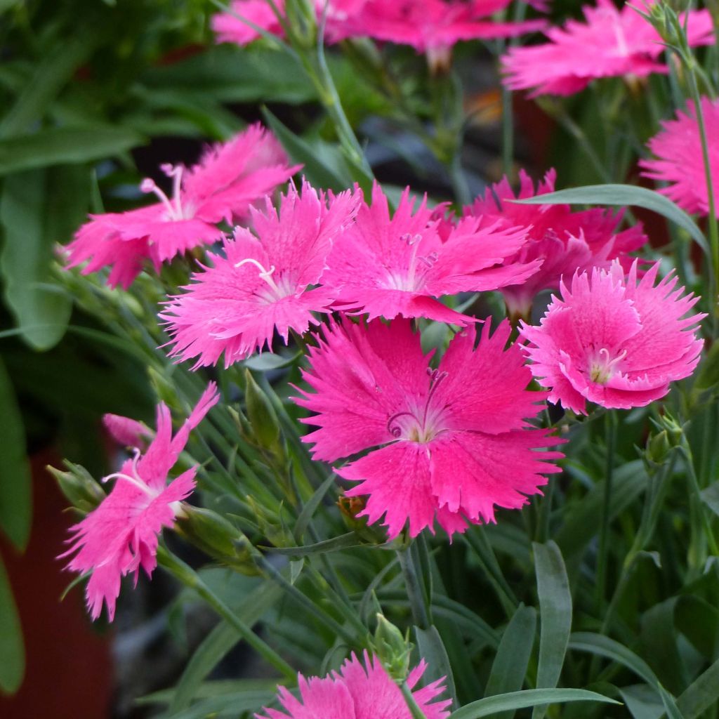 Dianthus Suntory Pink