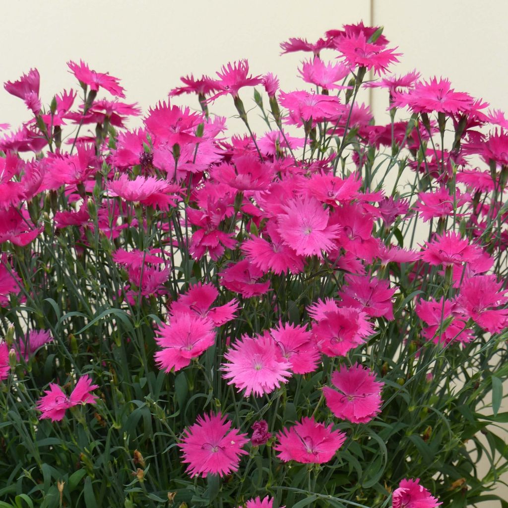 Dianthus Suntory Pink