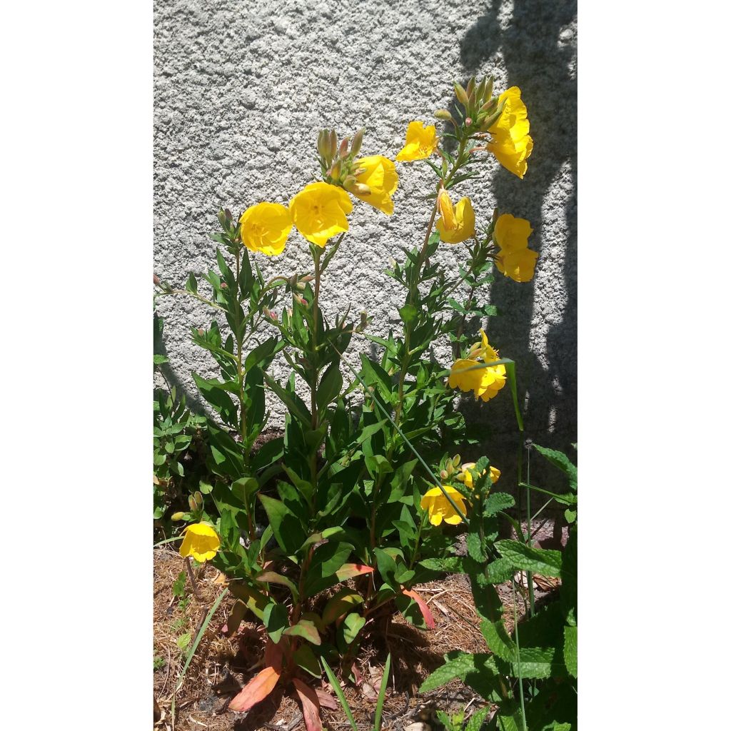 Oenothera fruticosa Hohes Licht - Evening Primrose