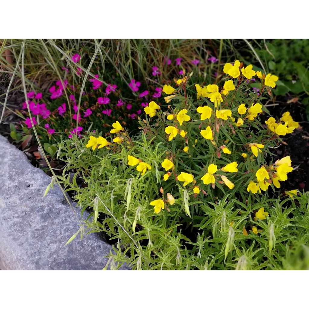 Oenothera fruticosa Michelle Ploeger - Evening Primrose