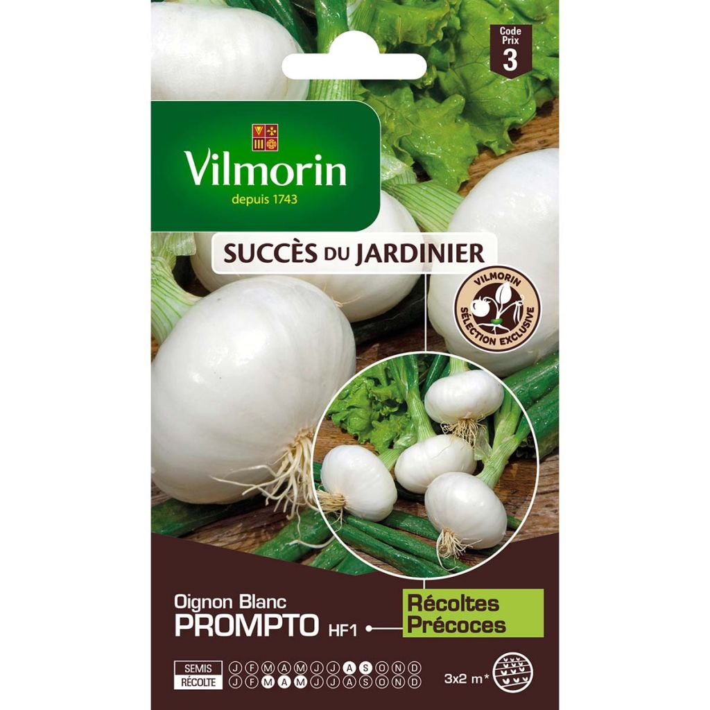 White Onion Prompto F1 (Vilmorin seeds Creation) - Allium cepa