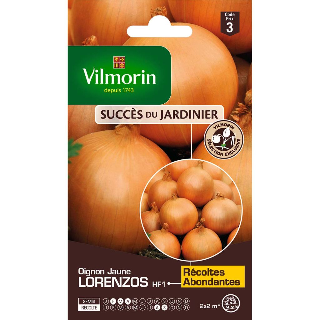 Yellow Onion Lorenzos - Vilmorin seeds - Allium cepa