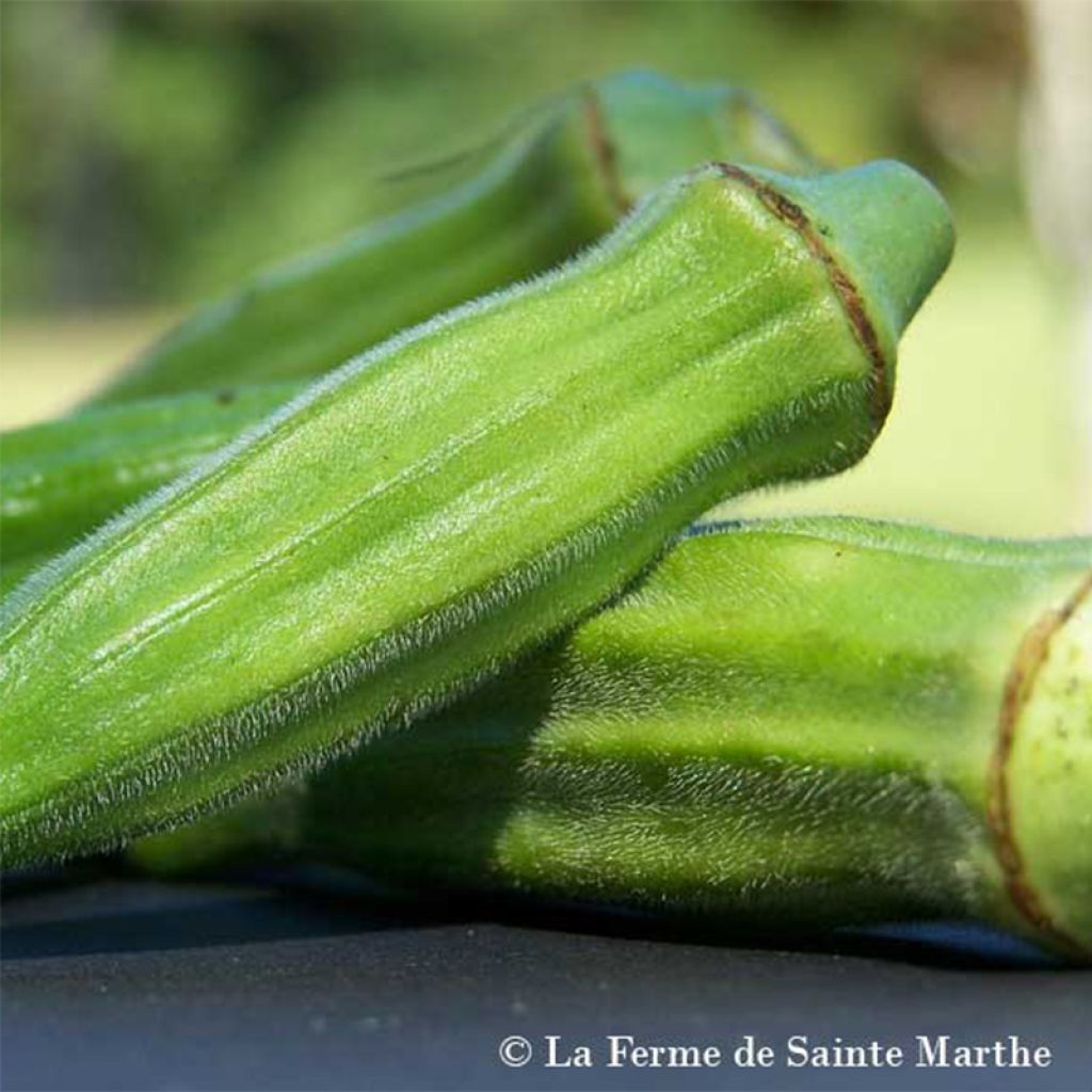 Okra Gombo Clemson Spineless NT - Ferme de Ste Marthe