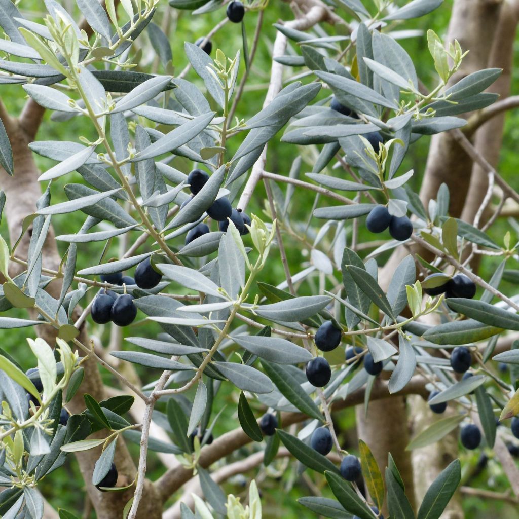 Olea europaea Picholine - Olive tree