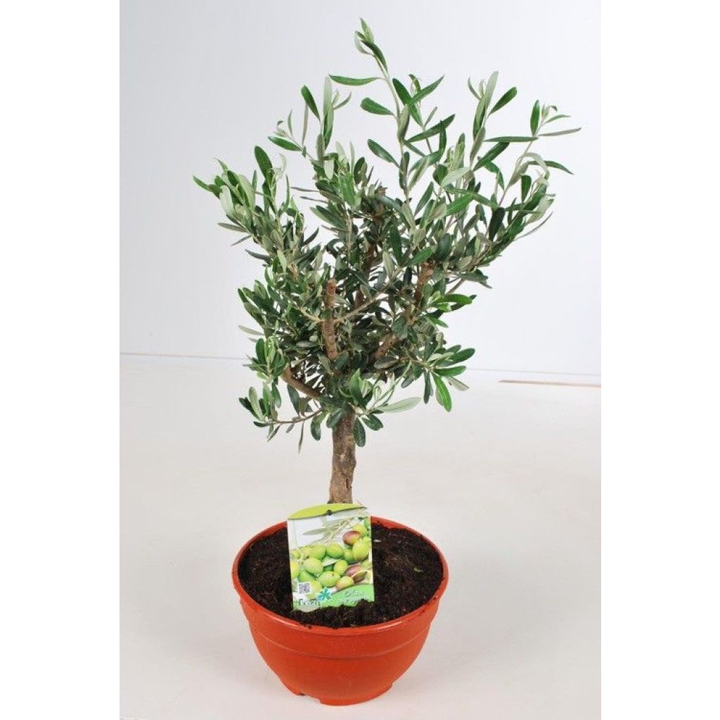 Olea europaea Stem - Olive