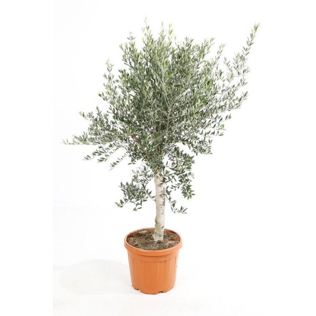 Olea europaea Stem - Olive