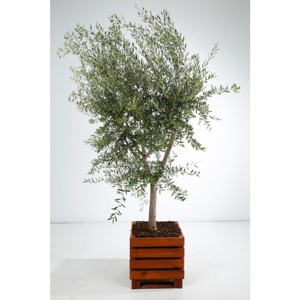 Olea europaea Stem - Olive