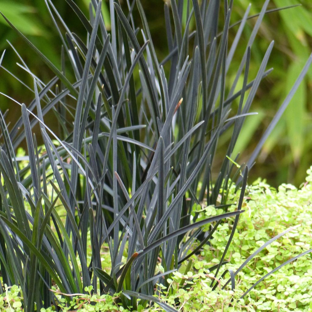 Ophiopogon planiscapus Hosoba Kokuryu