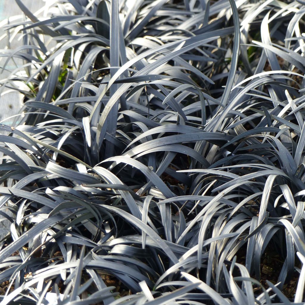 Black Ophiopogon - Ophiopogon planiscapus Nigrescens