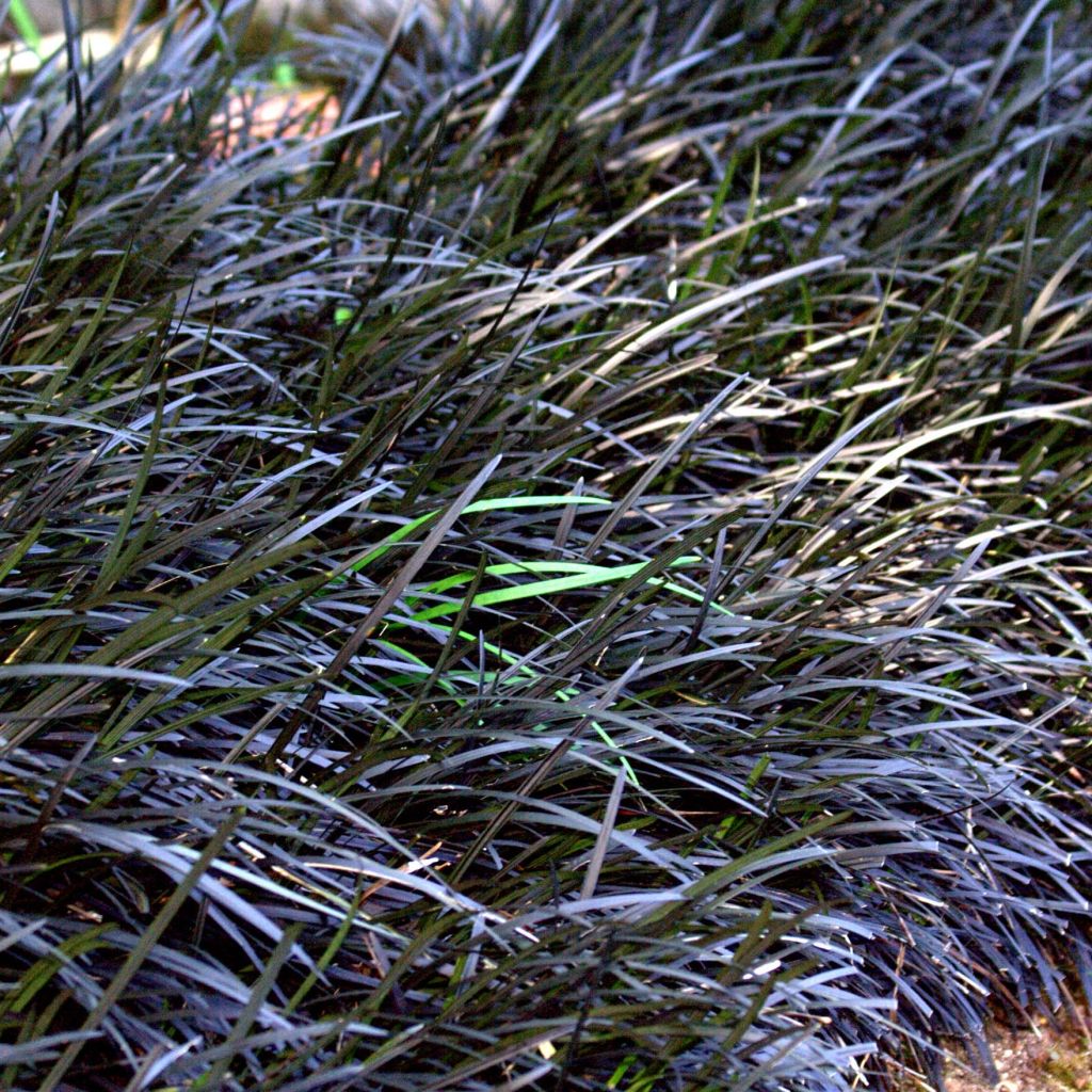 Black Ophiopogon - Ophiopogon planiscapus Nigrescens