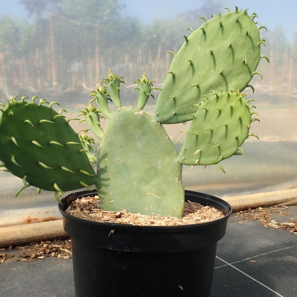 Opuntia cacanapa Ellisiana - Prickly Pear