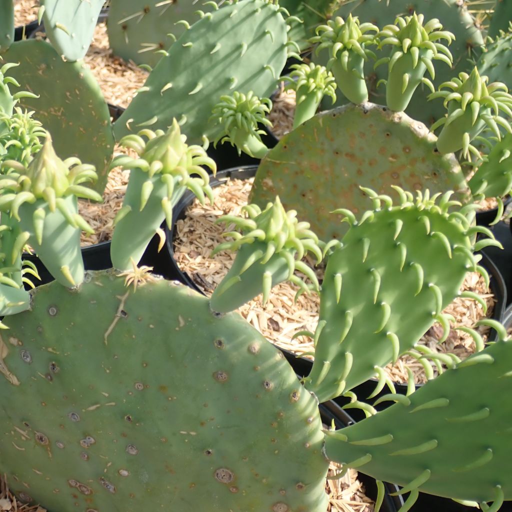 Opuntia cacanapa Ellisiana - Prickly Pear