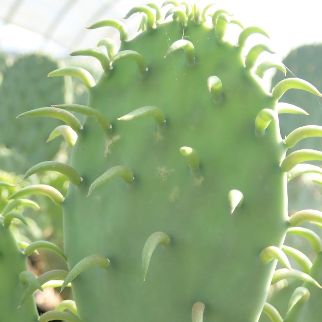 Opuntia cacanapa Ellisiana - Prickly Pear