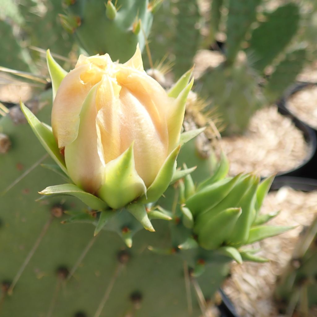 Opuntia engelmannii var. cyclodes - Prickly Pear