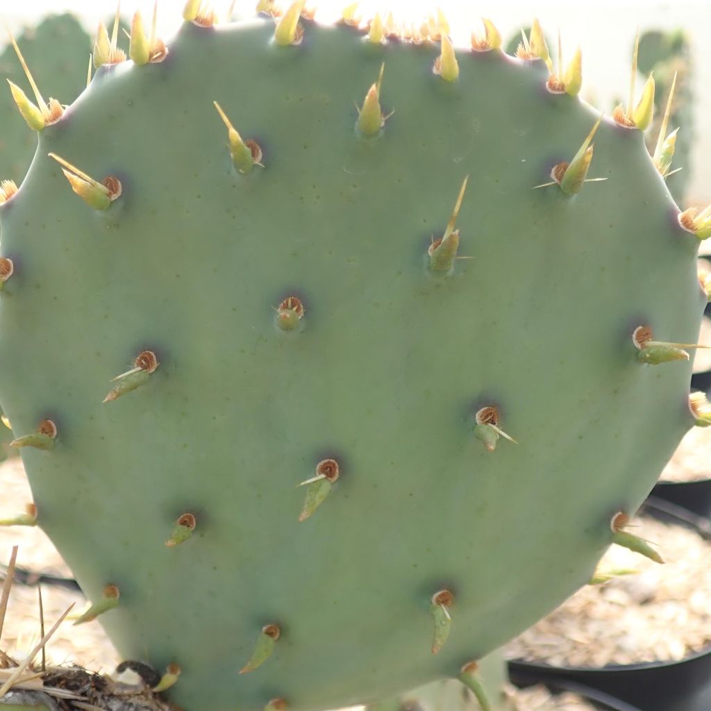 Opuntia engelmannii var. cyclodes - Prickly Pear